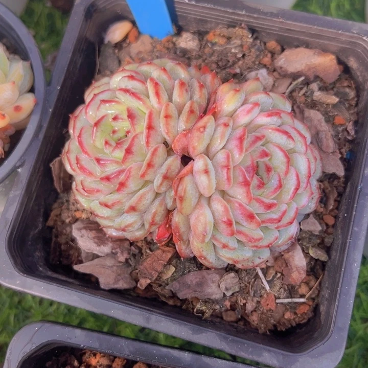 健健康康平平安安