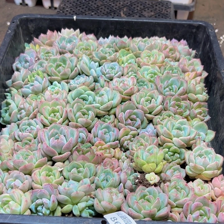 864多肉的小龙虾和一个小龙虾