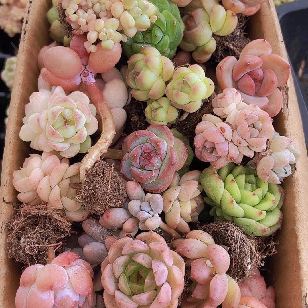 000000000001量拍保底20颗