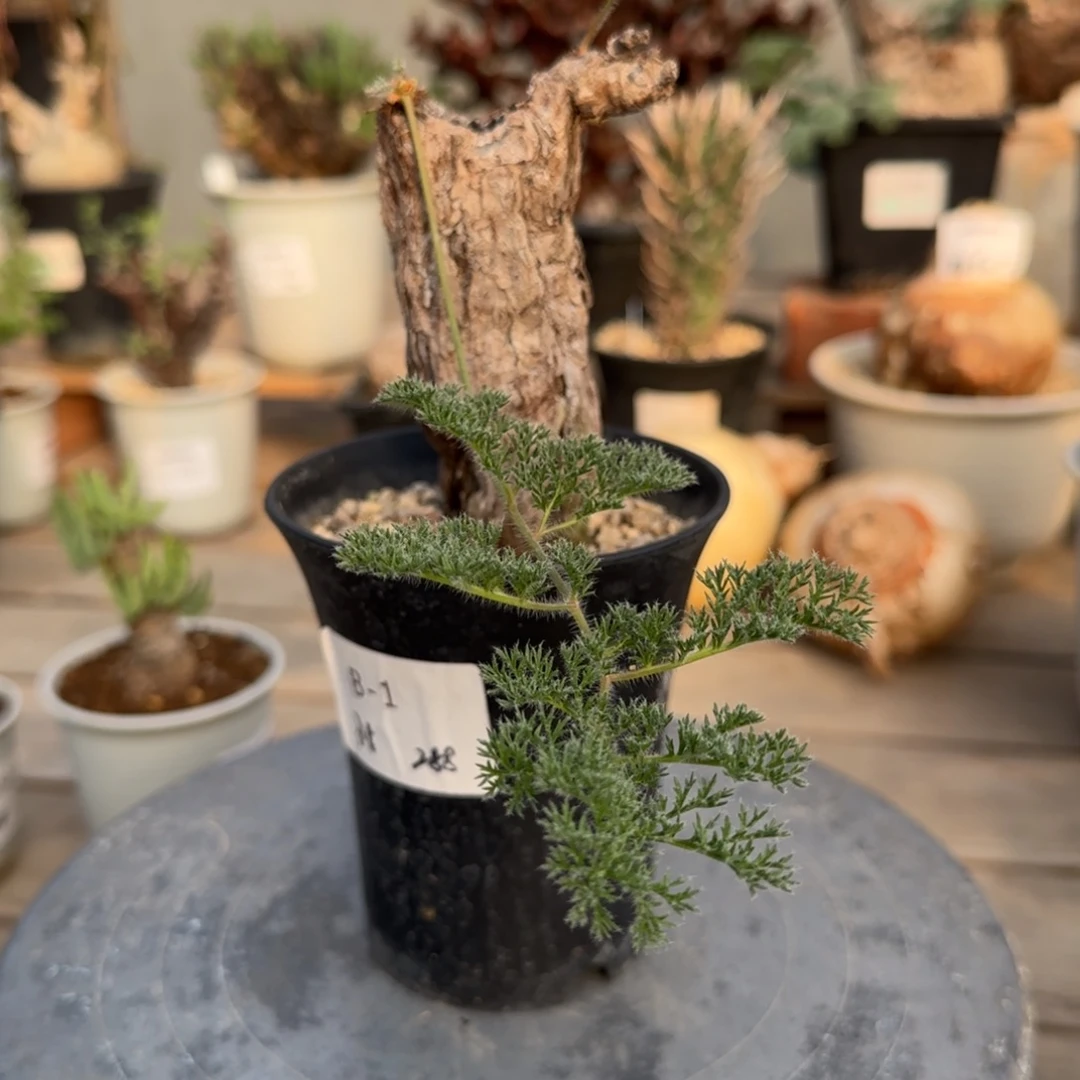 1枯木洋葵不带盆发货