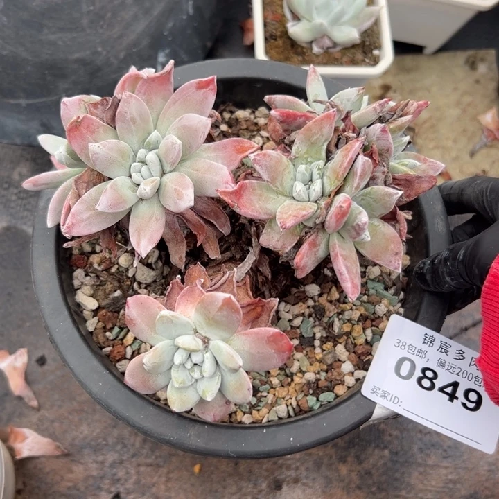 泡芙杂～一物一拍0849
