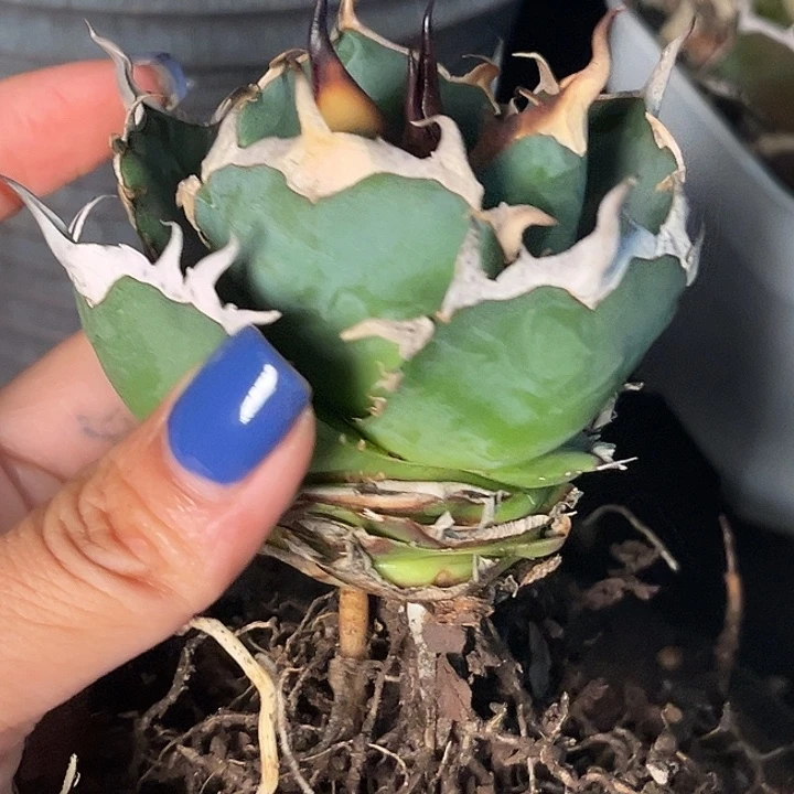 无花朵龙舌兰仁王冠黑帝斯