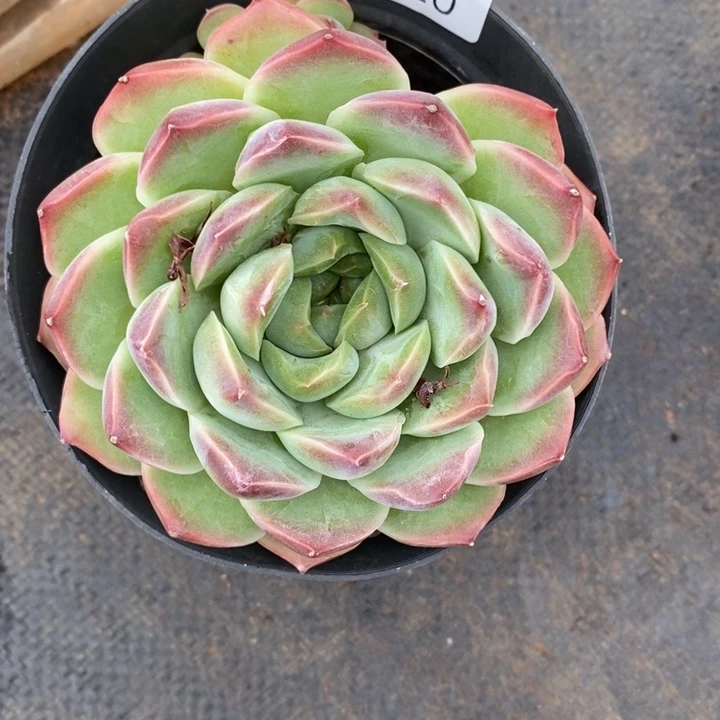 红***风精品多肉植物1420