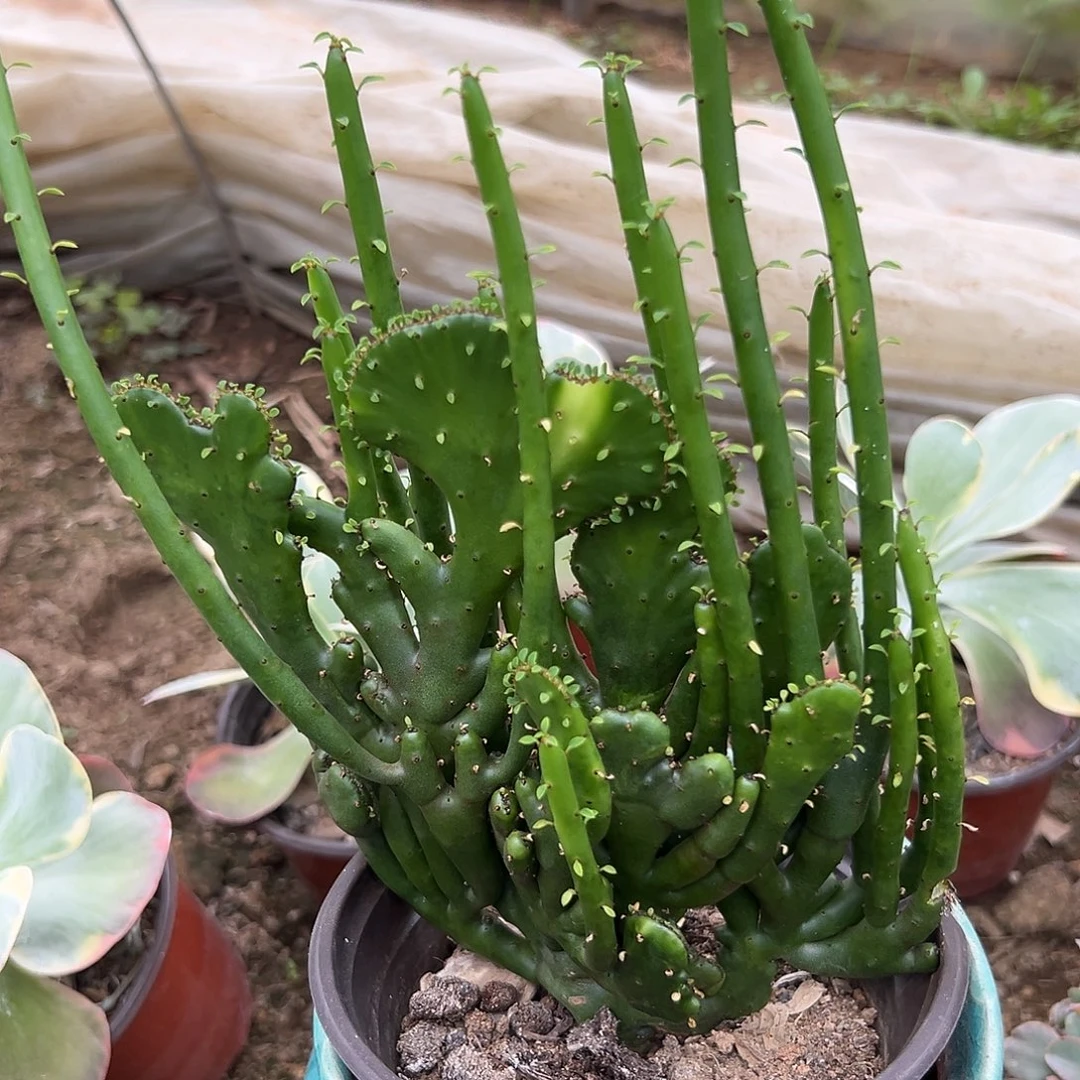 多肉植物多肉植物