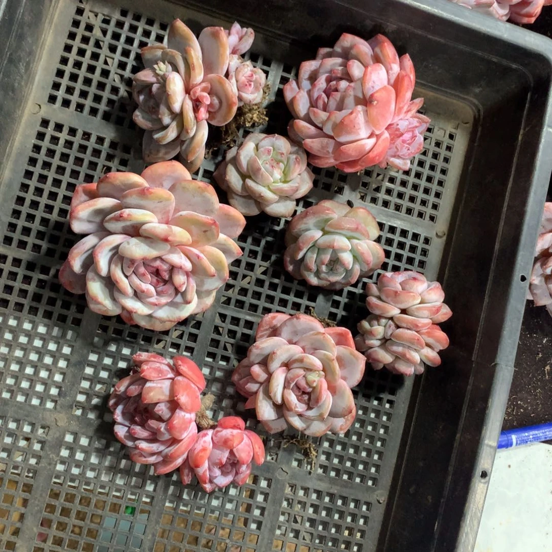 哈哈哈哈哈哈哈哈哈