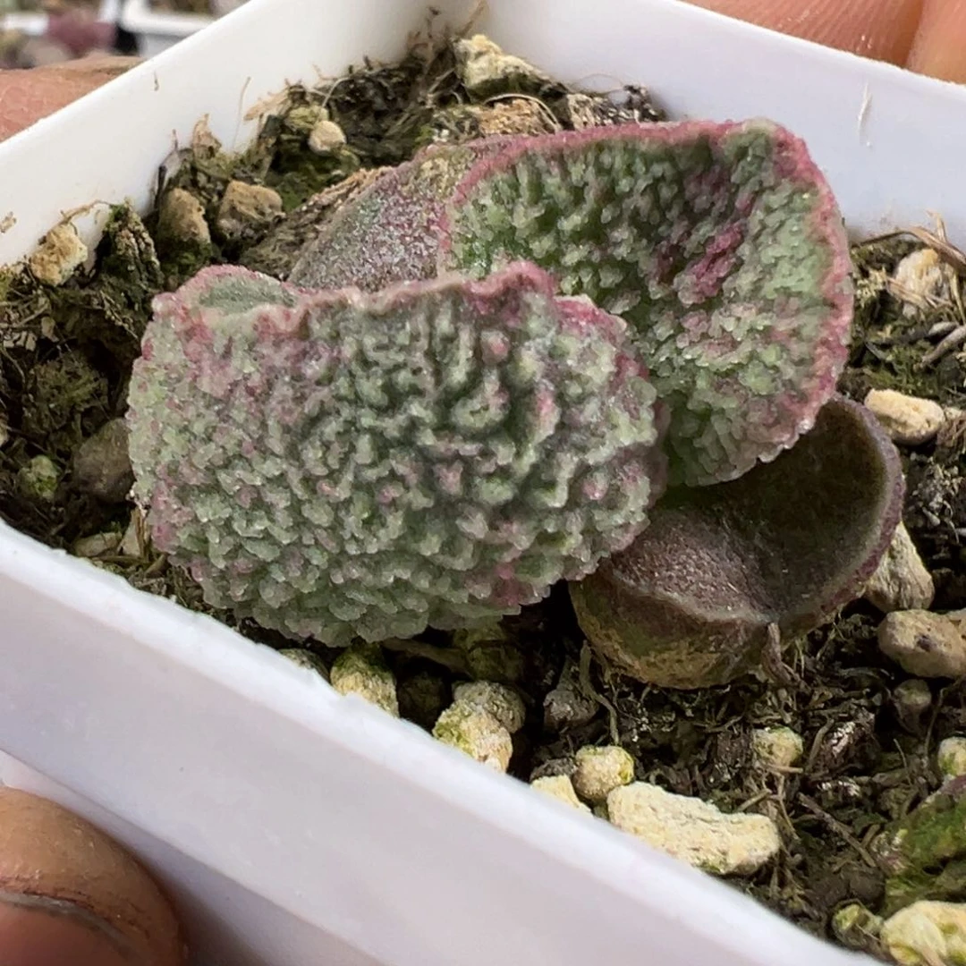 实生新品多肉植物水泡
