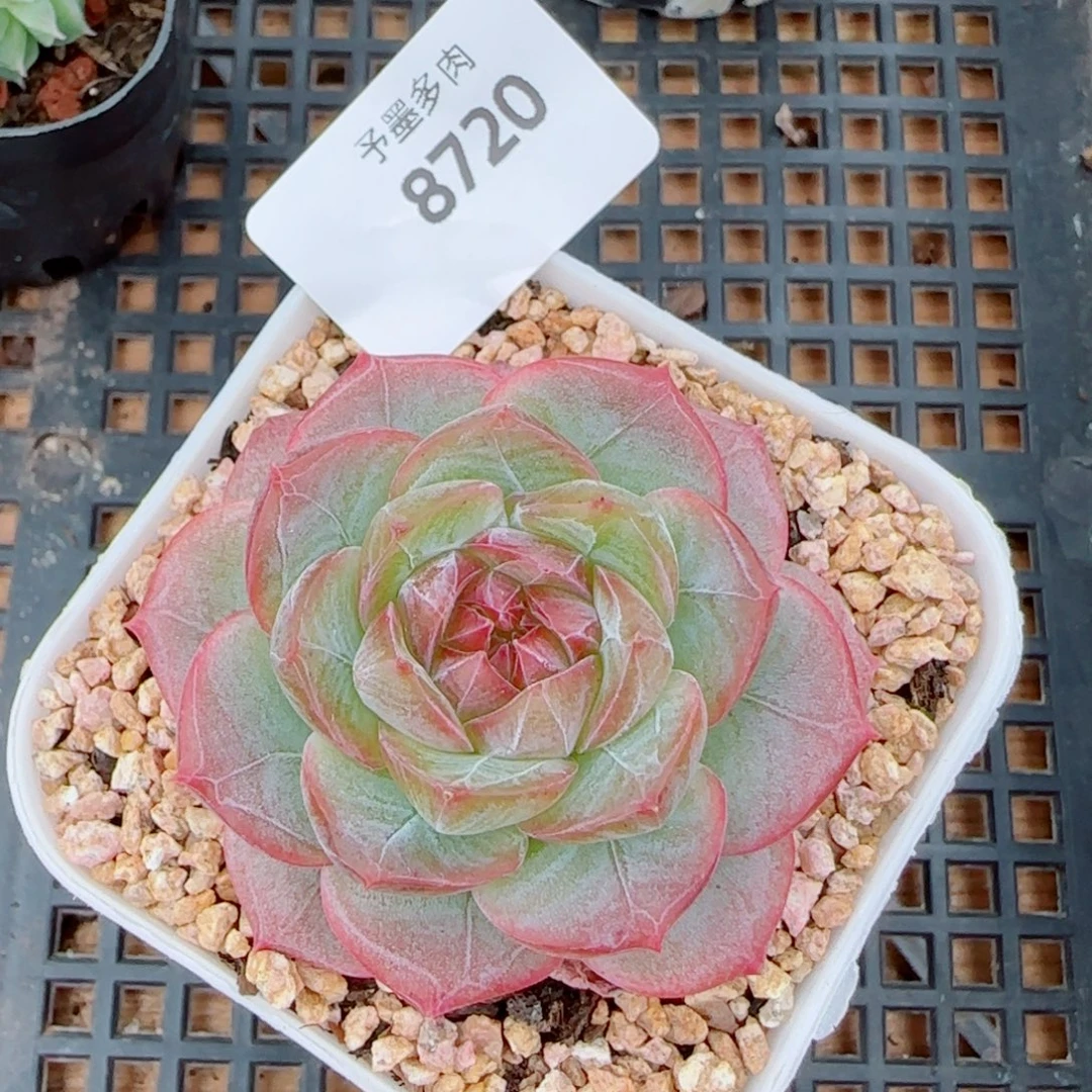 紫罗兰仙子，8720多肉植物