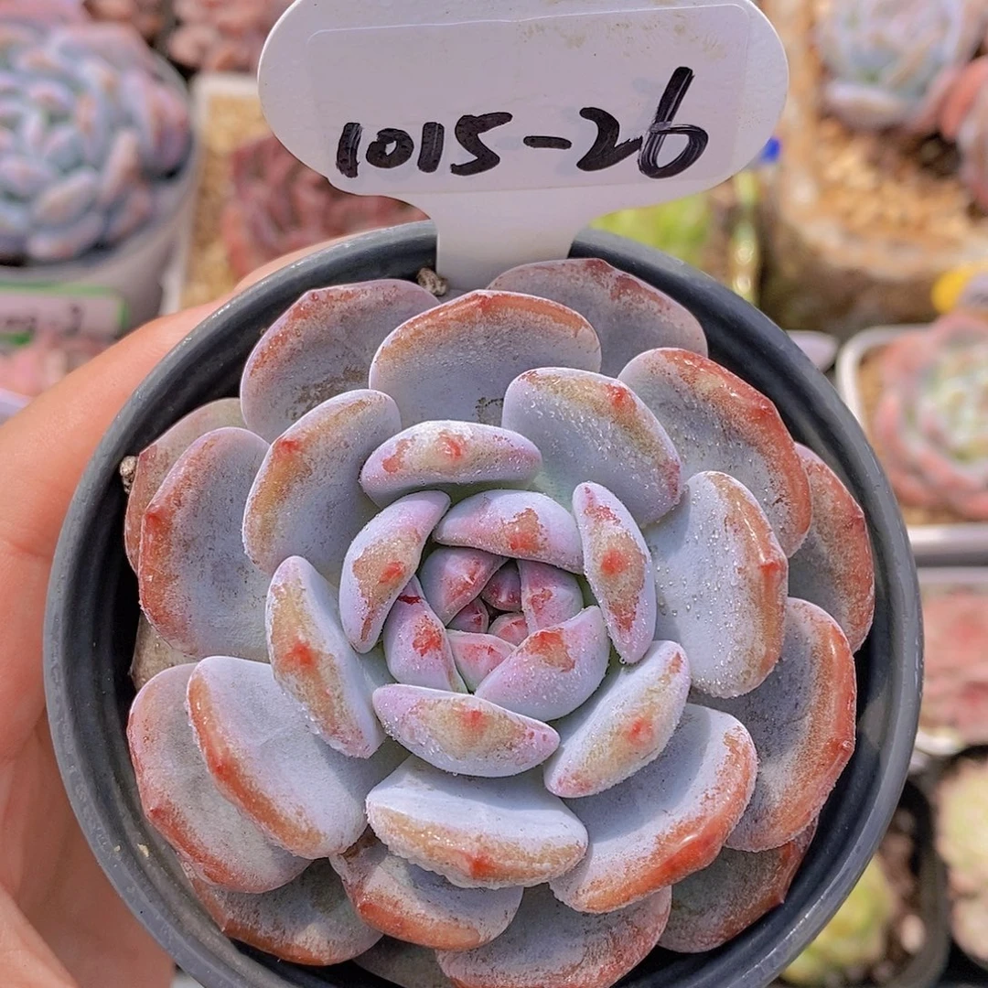 1015-26-紫心梦露单头一颗一物一拍