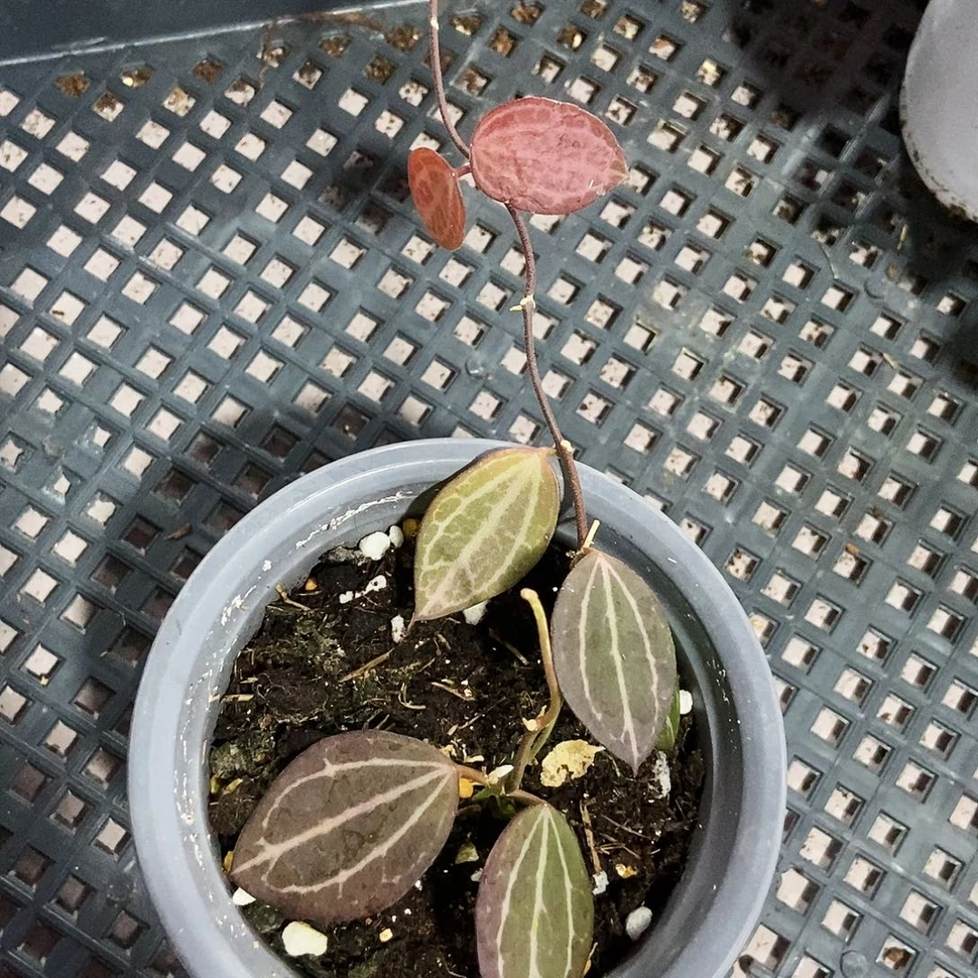 完全开放眼树莲西瓜皮