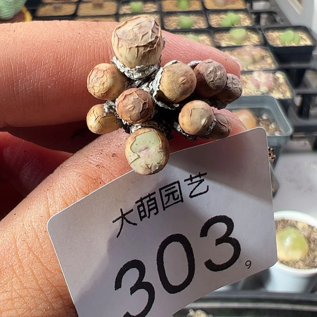 一物一拍。      303