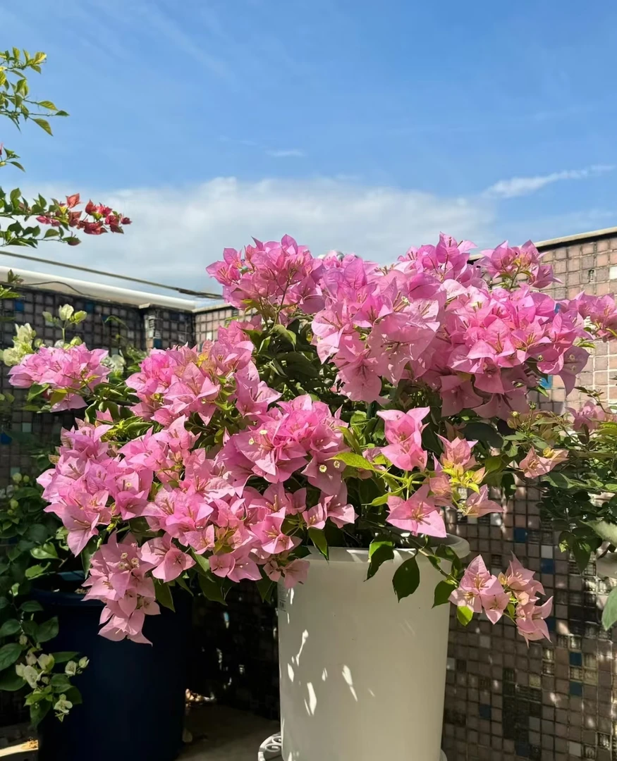 粉天使 三角梅 四季开 勤花品种 一物一拍
