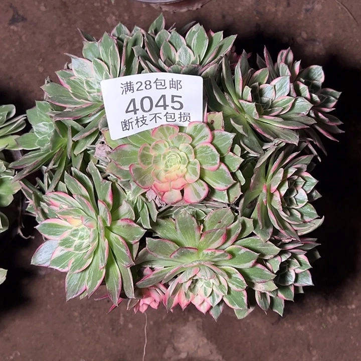 4045万花筒多肉植物