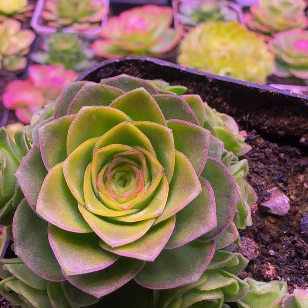 福利捧花134375757586757728