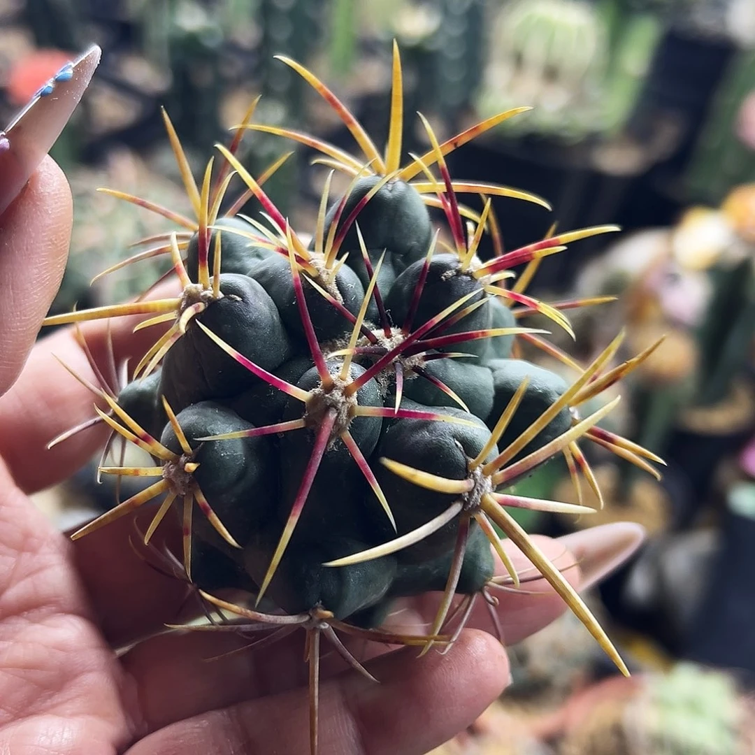 大红鹰仙人球1111111111