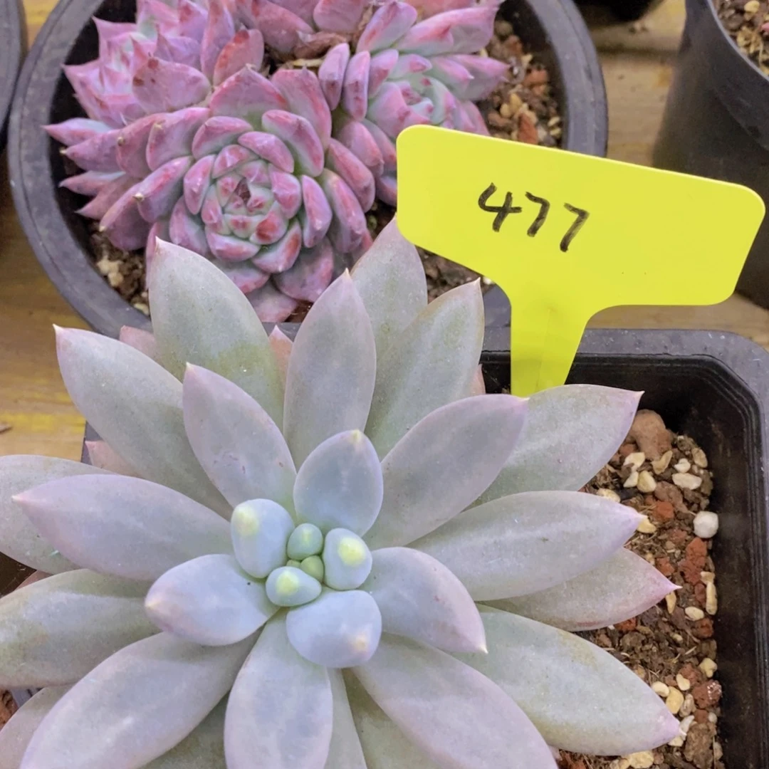 开心多肉，最后两场清货