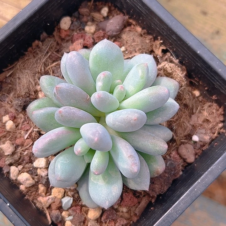 刚果系列美人特福利特