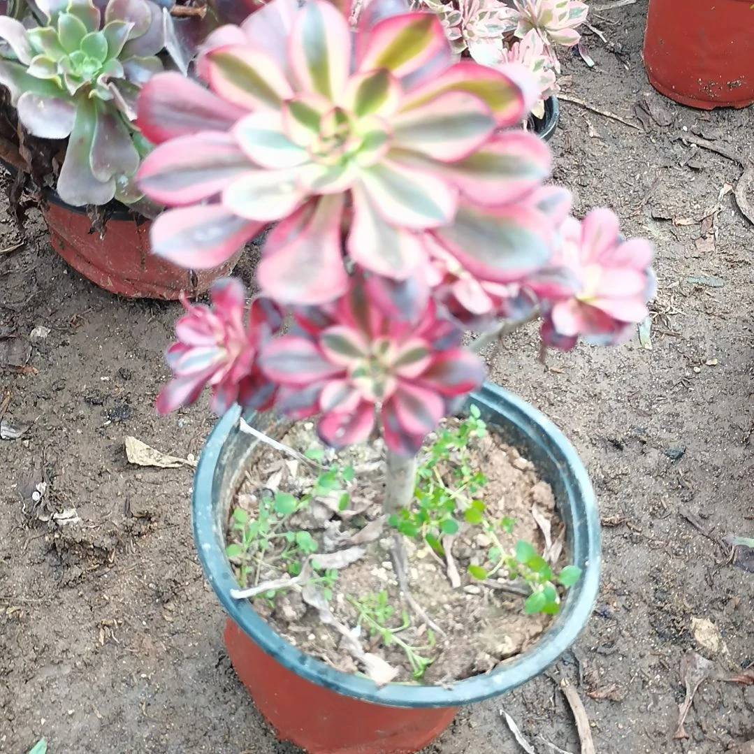 香奈儿多肉法师多肉27