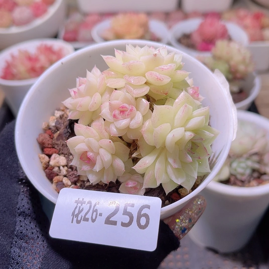 花利美26-256白天鹅