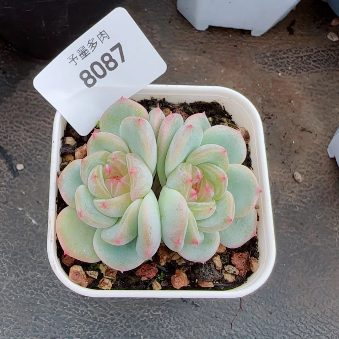 甜心e ，8087多肉植物
