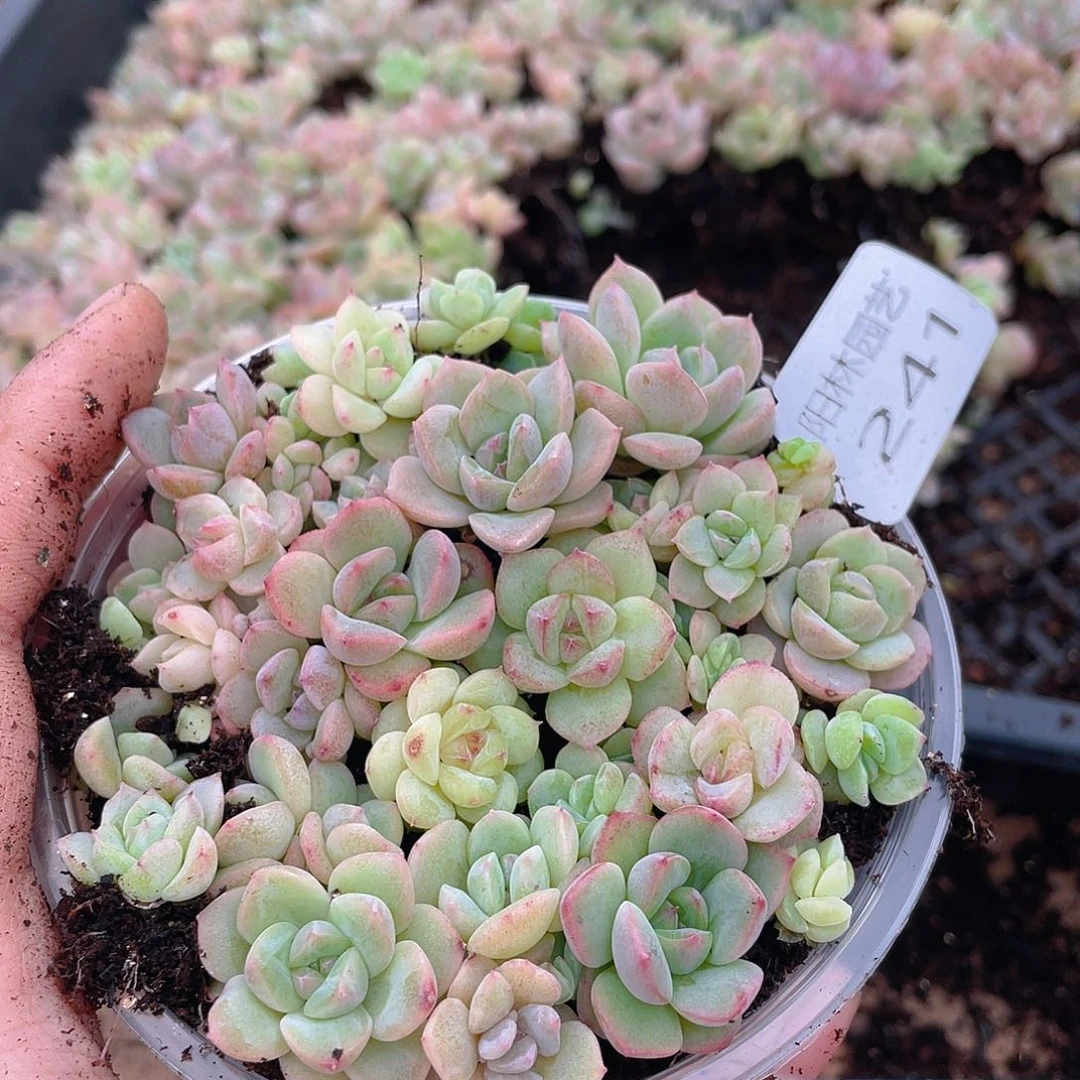 多肉植物多肉植物241