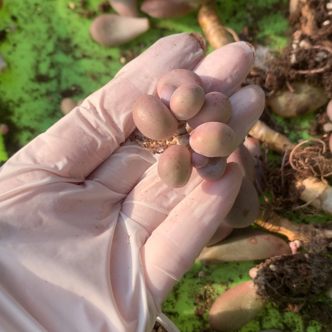 奶酪多肉水光针奶酪