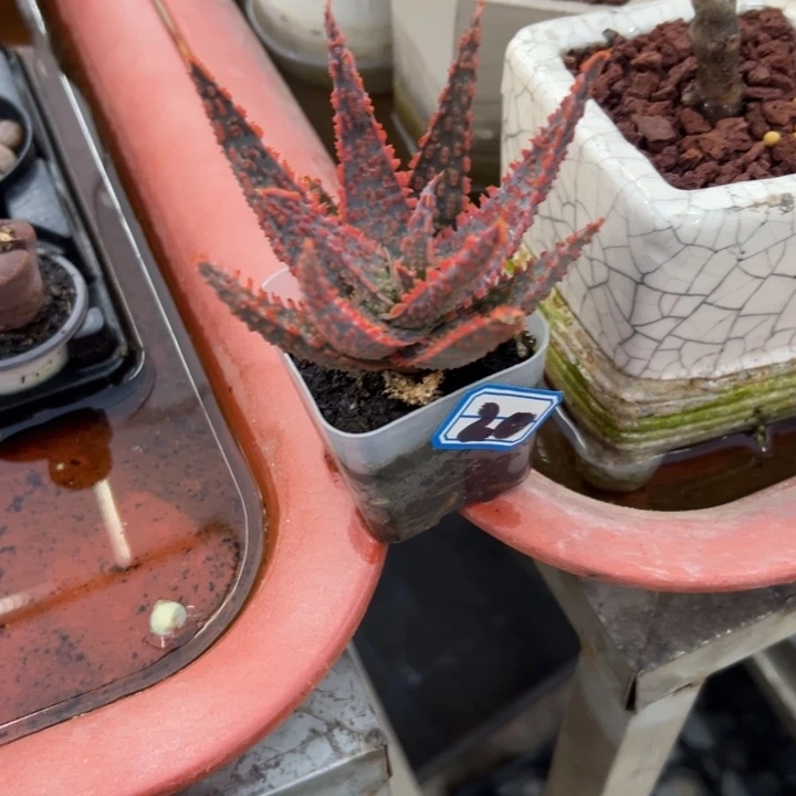 群***)哦物一拍圣诞芦荟2