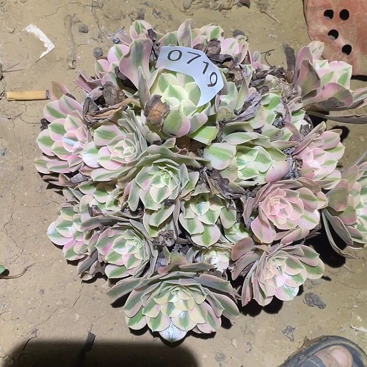 多肉植物法师719女巫