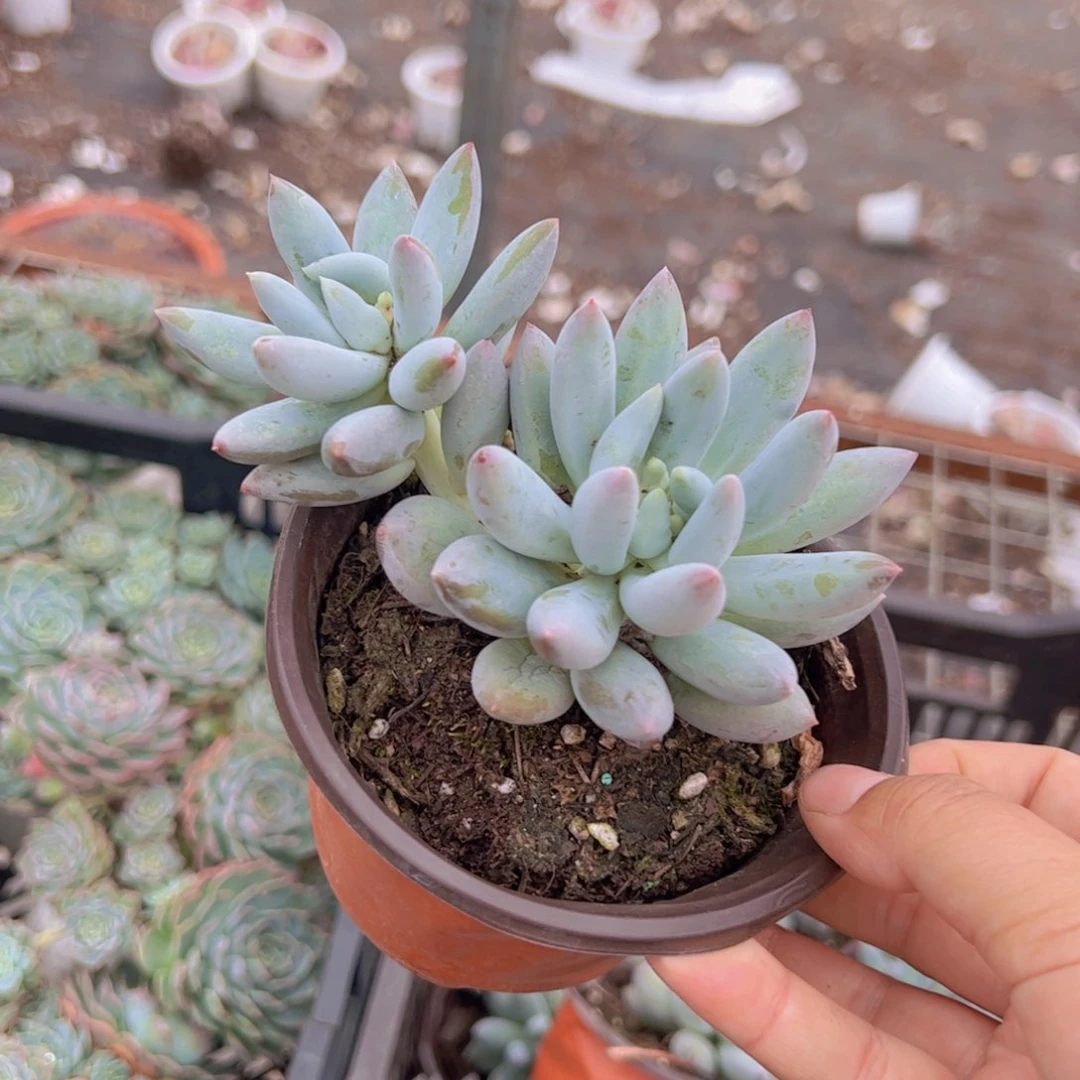 所罗门双头起发多肉