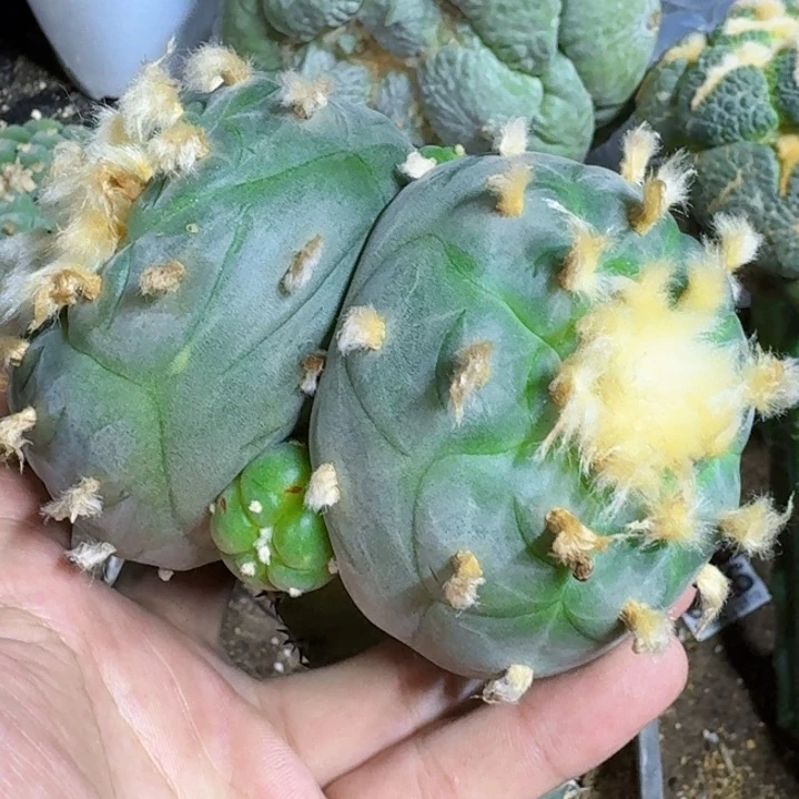 无花朵嘎**～福利苗接长毛乌213