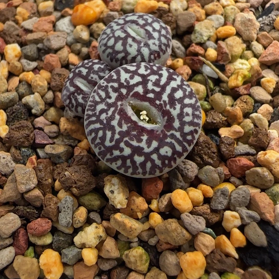 多肉植物MSG3170超墨母本91号