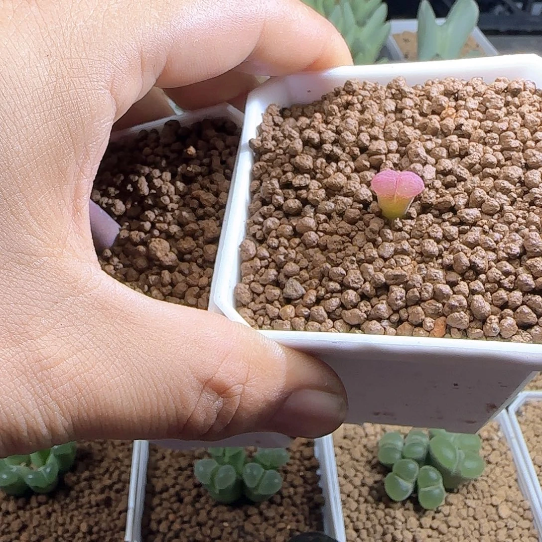 楠***哈哈哈哈哈哈哈51888