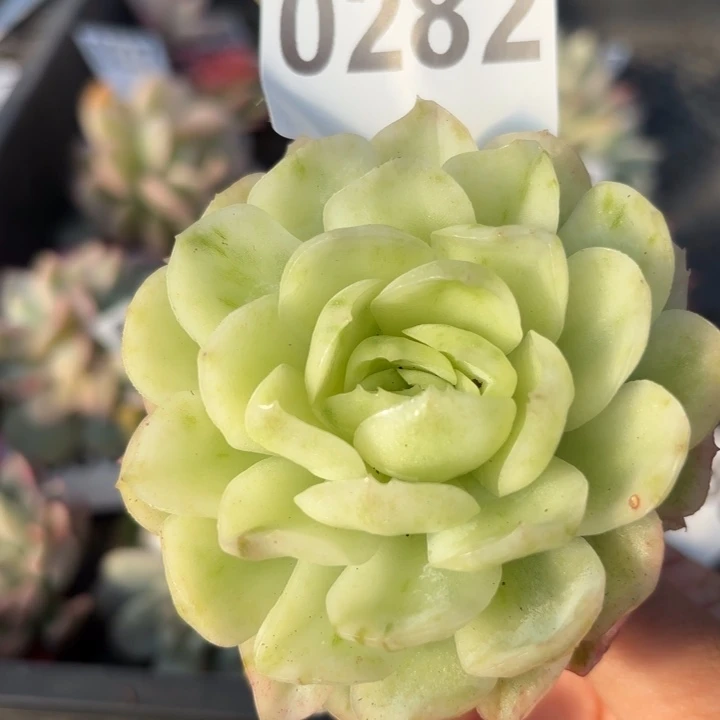 满18包邮当场凑单