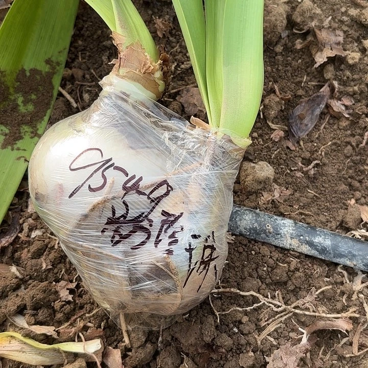 木**山粉珍两15左右带土9549