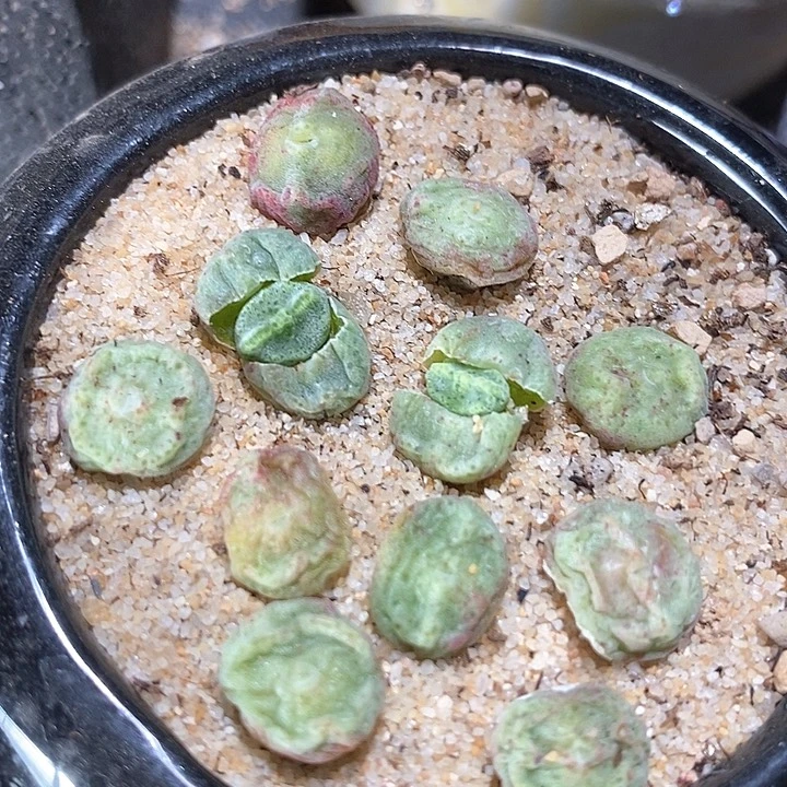 绿豆糕一颗