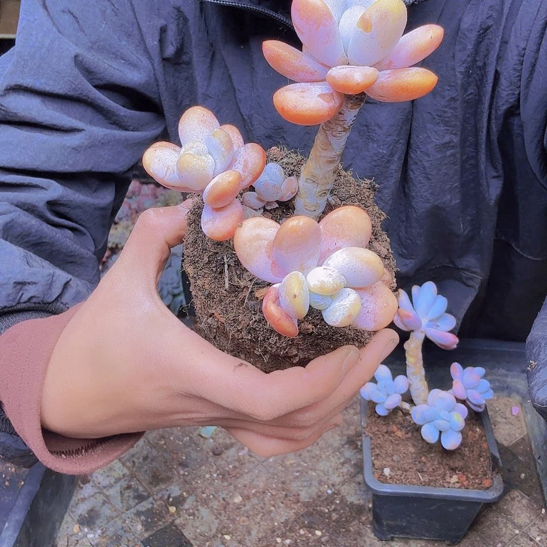 胖****049一物一拍雪美人