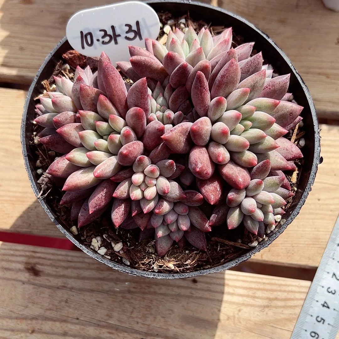 1031-31红蜻蜓群。。