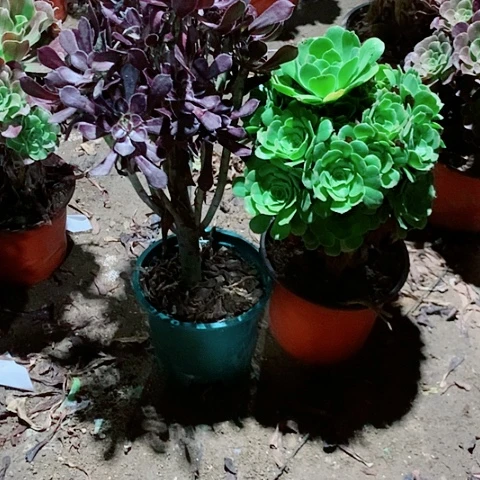 牵***花黑法师多肉植物法师44号