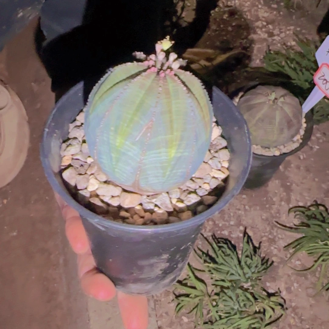 第****鸦块根植物块根植物