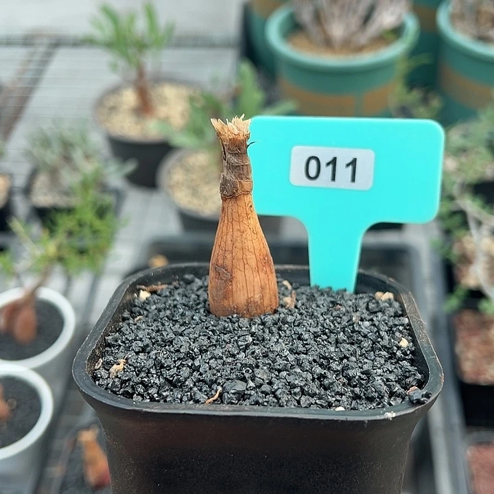 巨凤之卵多肉植物