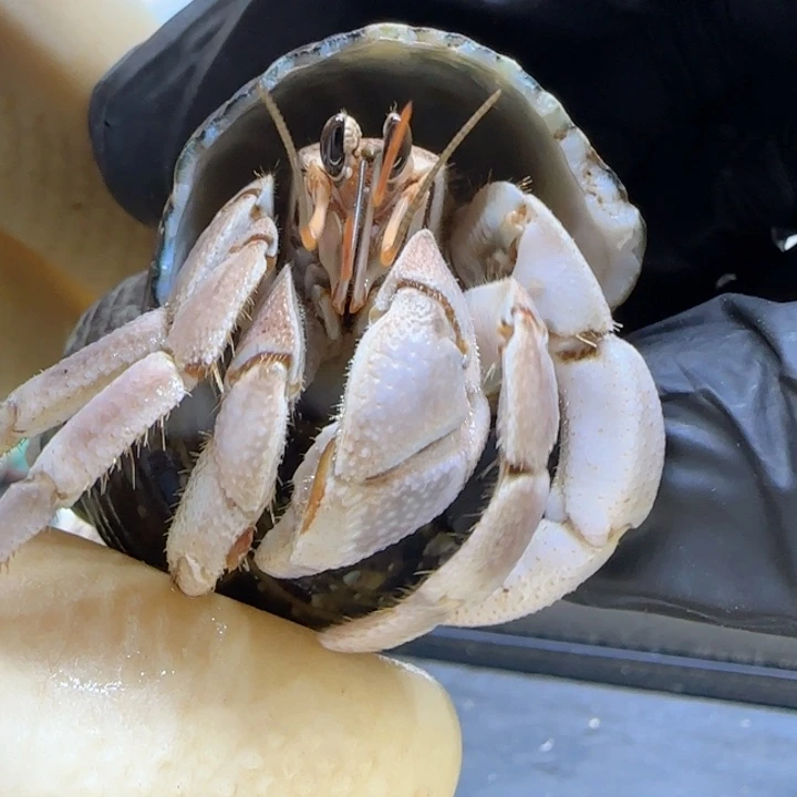 A97奶灰色 灰白1.8cm口径