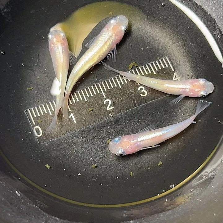青鳉鱼蛋白石一组131