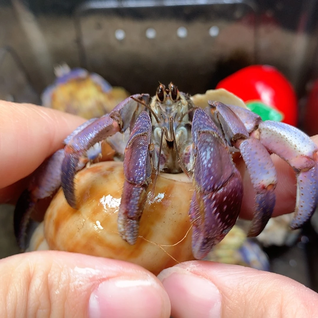 3.0口径奔跑的寄居蟹5号