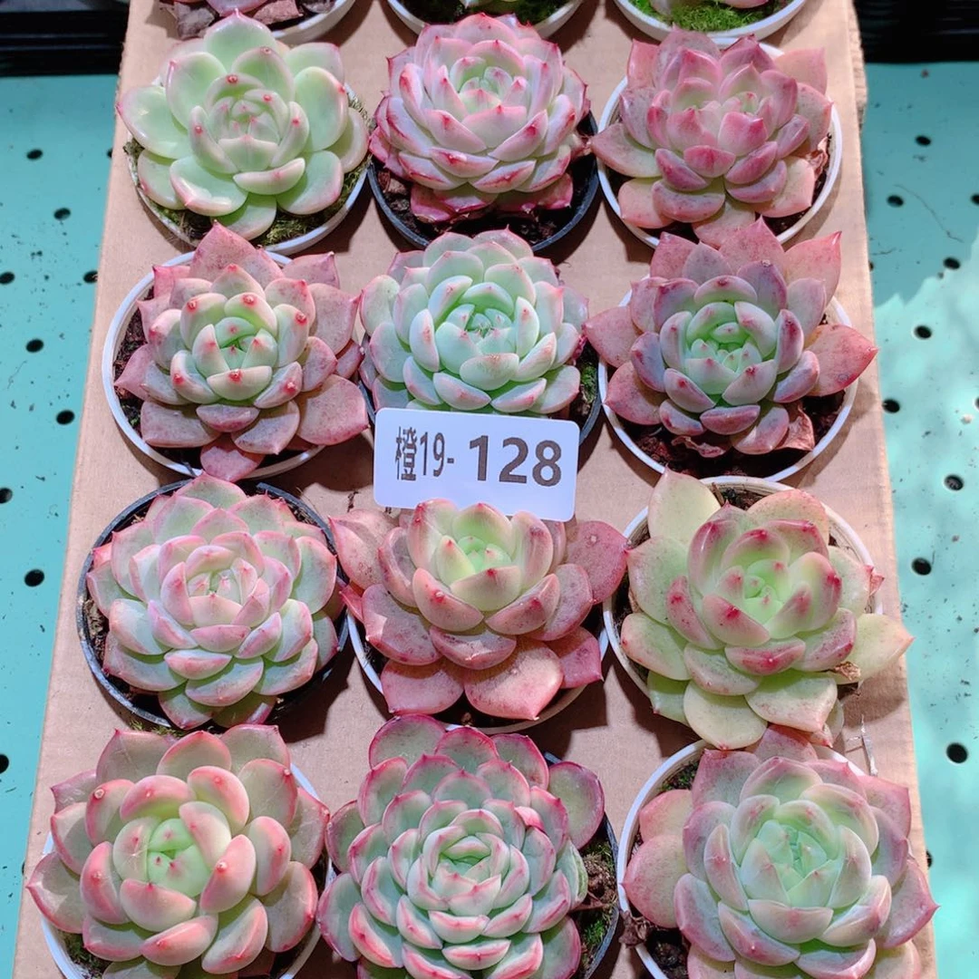19-128一物一拍多肉带盆18颗