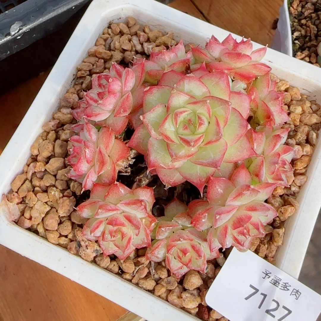 潘多拉，7127带盆发不包整，