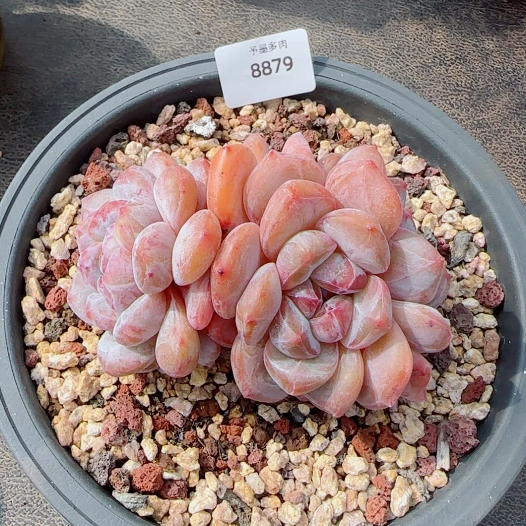 星影，8879多肉植物