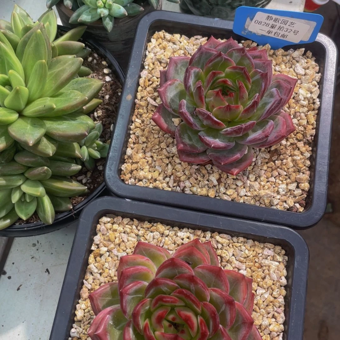 0828-32-开播福利精品夜魔侠一颗