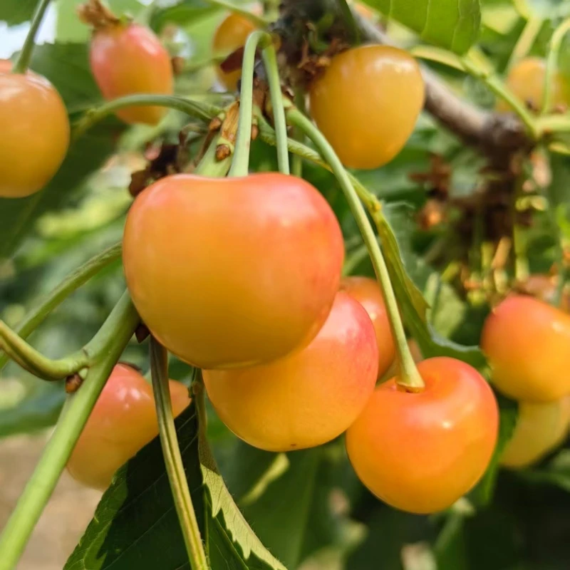 【顺丰】黄雷尼大樱桃新鲜当季3-5斤 脆甜 顺丰冷链