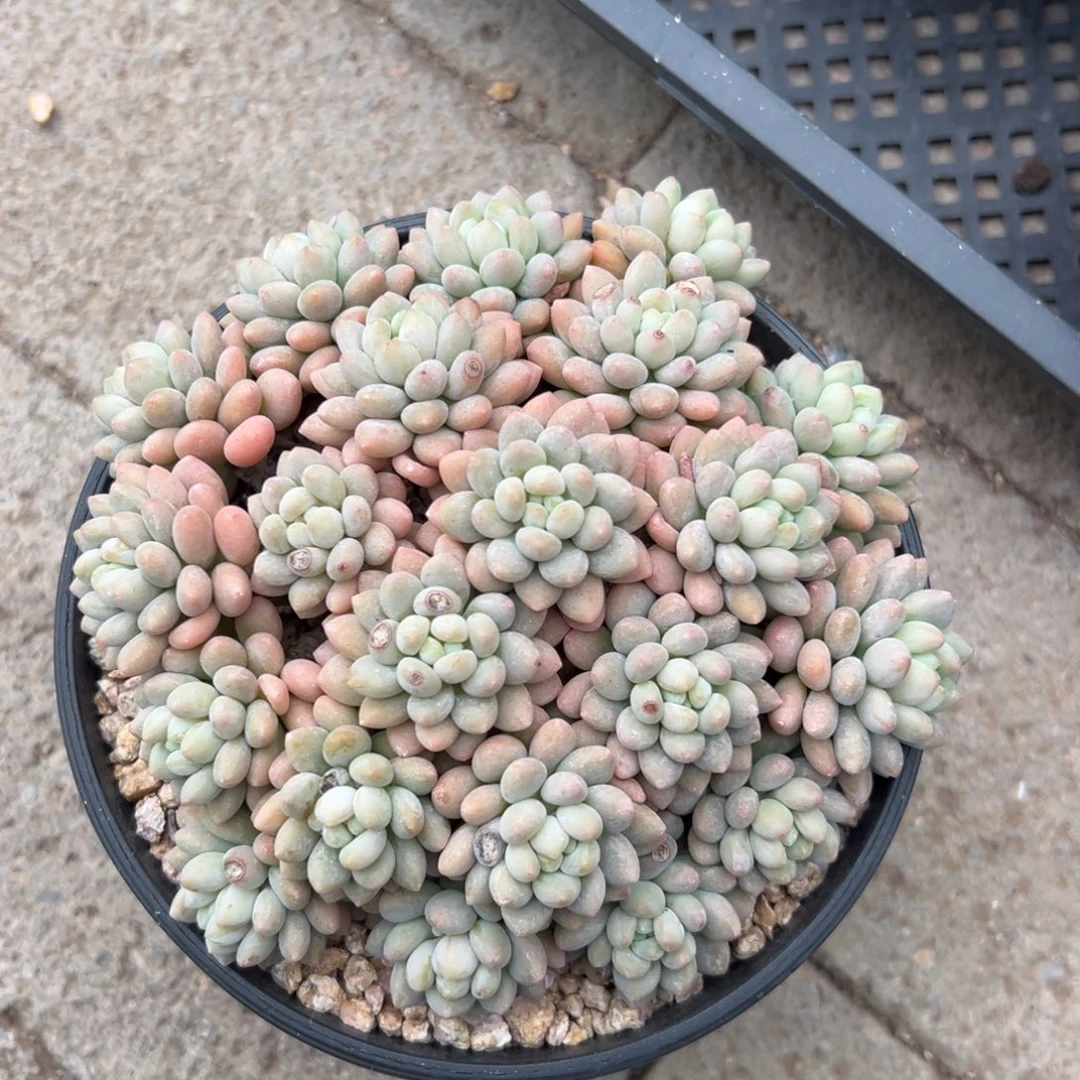 鱼子酱1111111111111