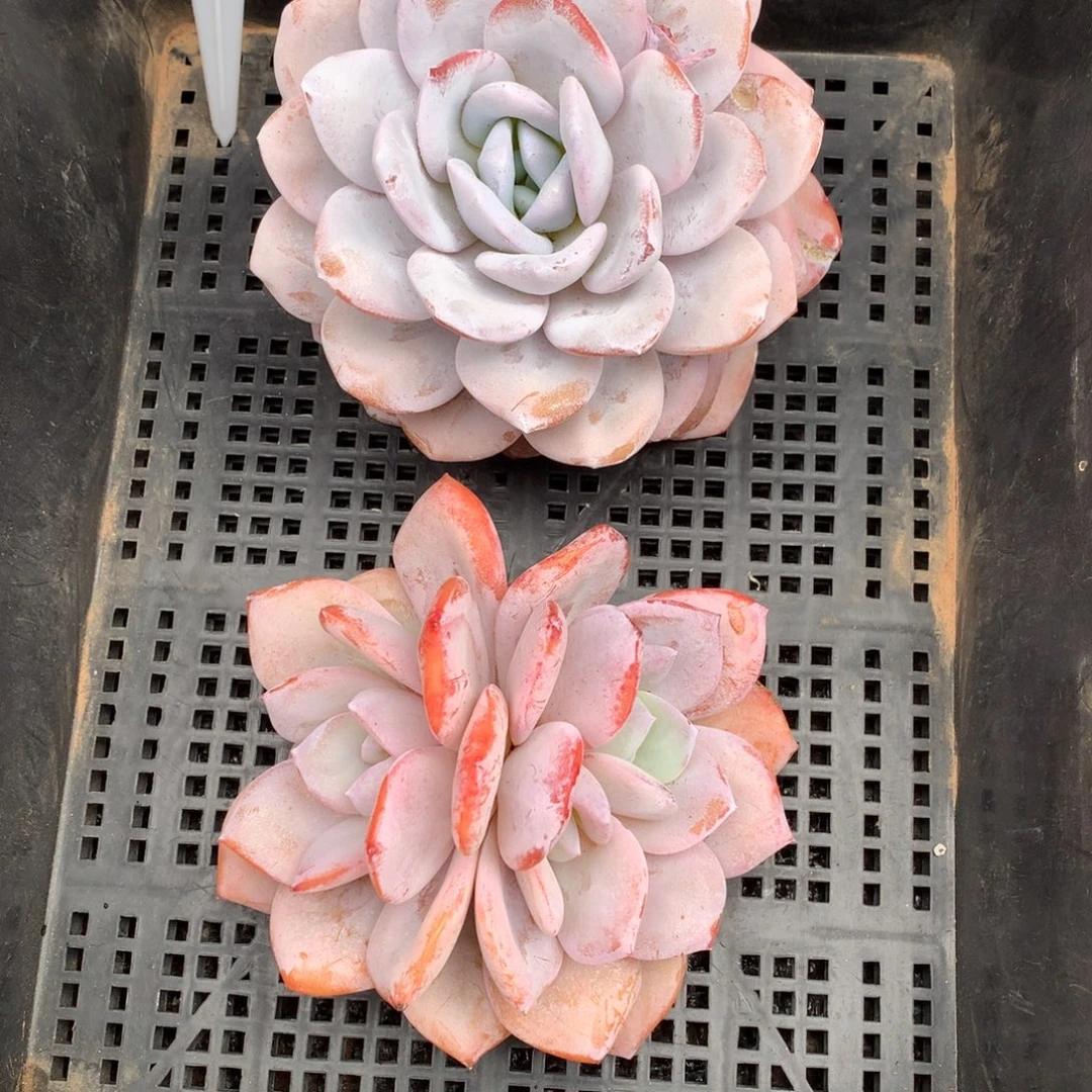 ****.奶茶雪茶两颗专拍