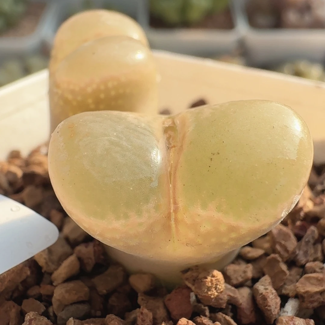 2181紫体粉白绒鼓窗2